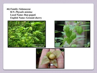 46) Family: Solanaceae
B.N: Physalis minima
Local Name: Ran popati
English Name: Ground cherry
 