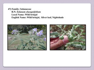 47) Family: Solanaceae
B.N: Solanum elaeagnifolium
Local Name: Wild brinjal
English Name: Wild brinjal, Silver leaf, Nightshade
 
