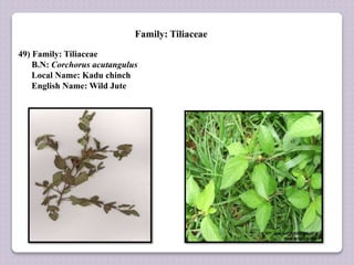 Family: Tiliaceae
49) Family: Tiliaceae
B.N: Corchorus acutangulus
Local Name: Kadu chinch
English Name: Wild Jute
 