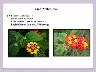 Family: Verbenaceae
50) Family: Verbenaceae
B.N: Lantana camara
Local Name: Ghaneri or Tantani
English Name: Lantana, White sedge
 