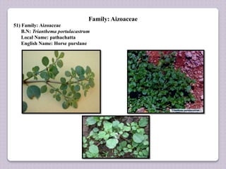 Family: Aizoaceae
51) Family: Aizoaceae
B.N: Trianthema portulacastrum
Local Name: pathachatta
English Name: Horse purslane
 