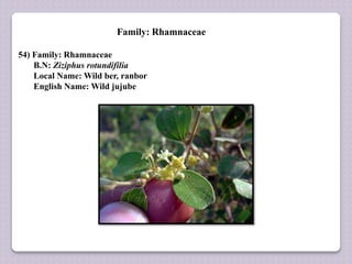 Family: Rhamnaceae
54) Family: Rhamnaceae
B.N: Ziziphus rotundifilia
Local Name: Wild ber, ranbor
English Name: Wild jujube
 