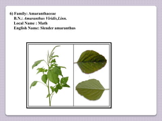 6) Family: Amaranthaceae
B.N.: Amaranthus Viridis,Linn.
Local Name : Math
English Name: Slender amaranthus
 