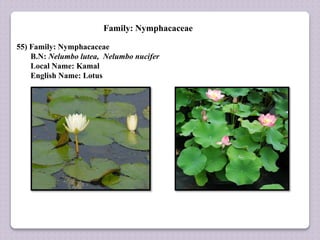Family: Nymphacaceae
55) Family: Nymphacaceae
B.N: Nelumbo lutea, Nelumbo nucifer
Local Name: Kamal
English Name: Lotus
 