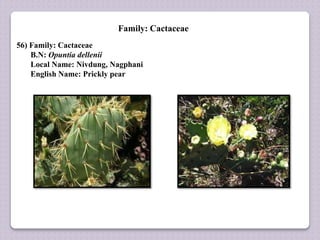 Family: Cactaceae
56) Family: Cactaceae
B.N: Opuntia dellenii
Local Name: Nivdung, Nagphani
English Name: Prickly pear
 