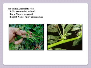 6) Family: Amaranthaceae
B.N.: Amaranthus spinosis
Local Name : Katemath
English Name: Spiny amaranthus
 