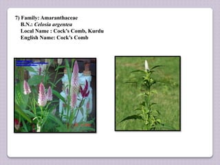 7) Family: Amaranthaceae
B.N.: Celosia argentea
Local Name : Cock’s Comb, Kurdu
English Name: Cock’s Comb
 