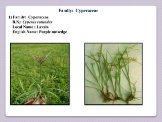 Family: Cyperaceae
1) Family: Cyperaceae
B.N.: Cyperus rotundus
Local Name : Lavala
English Name: Purple nutsedge
 