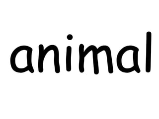 animal 