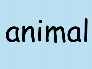 animal 