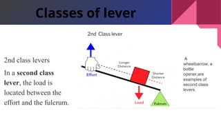 2nd class levers
In a second class
lever, the load is
located between the
effort and the fulcrum.
Classes of lever
 