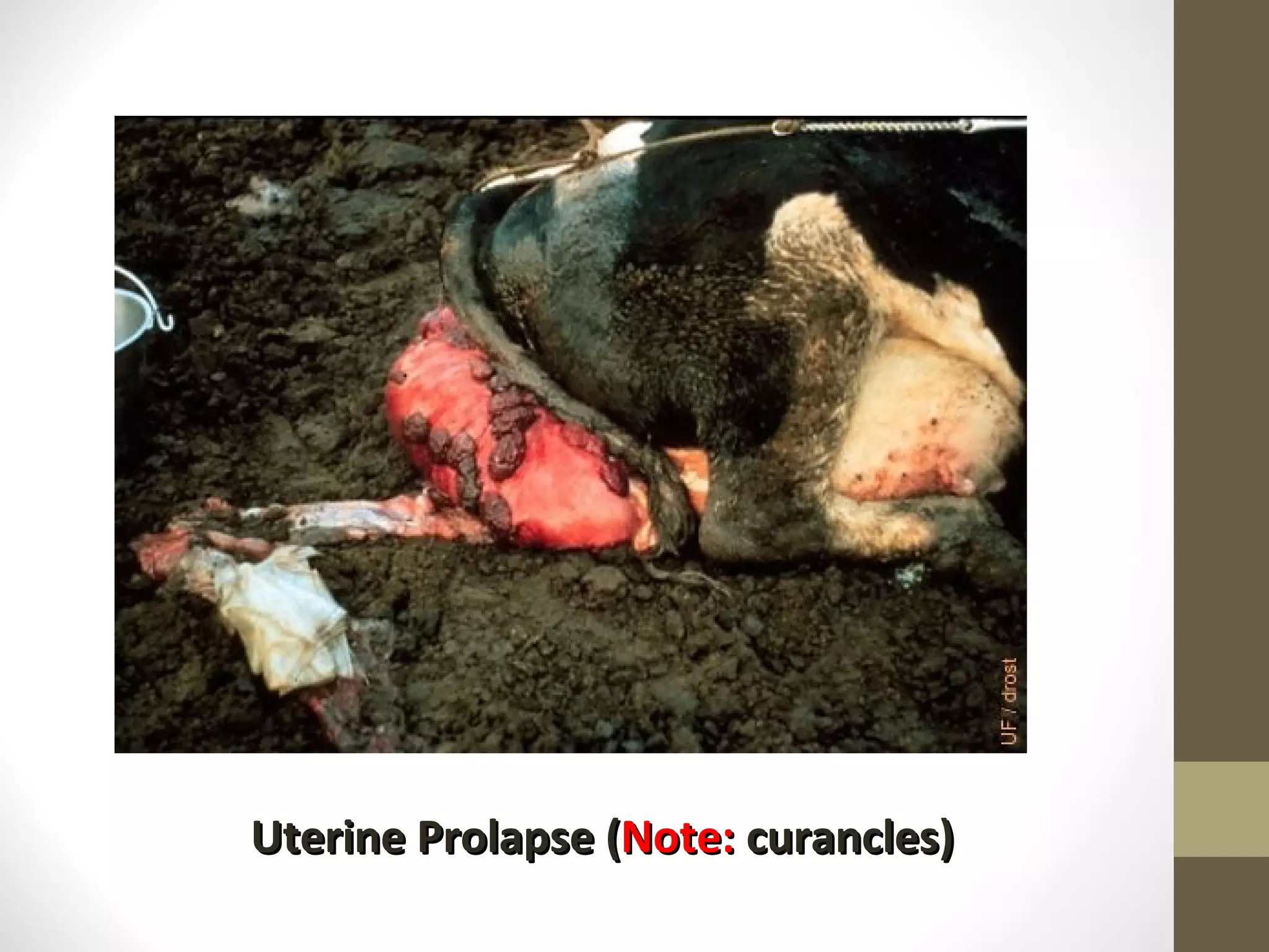 Uterine Prolapse ( Note: curancles)