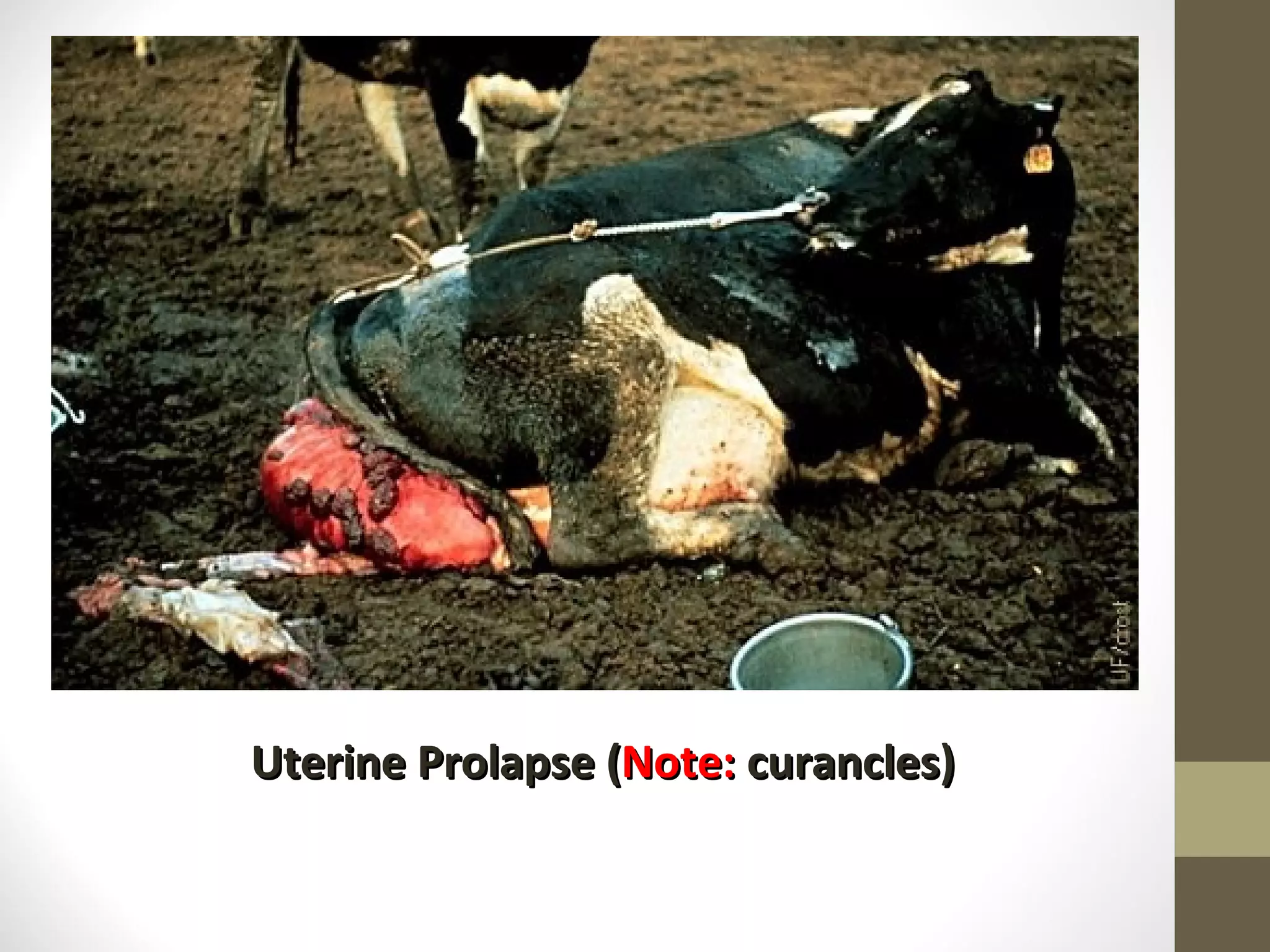 Uterine Prolapse ( Note: curancles)