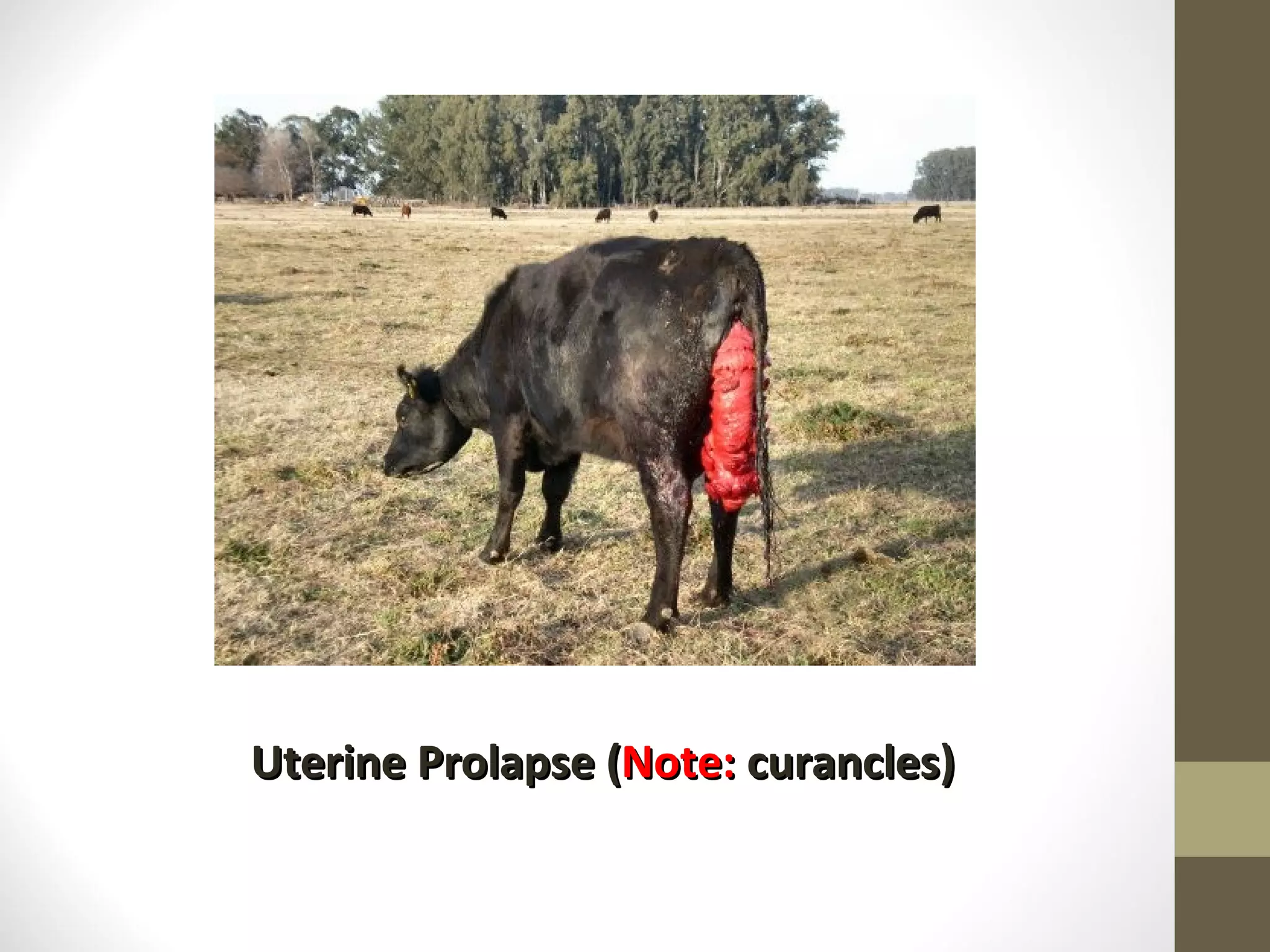Uterine Prolapse ( Note: curancles)