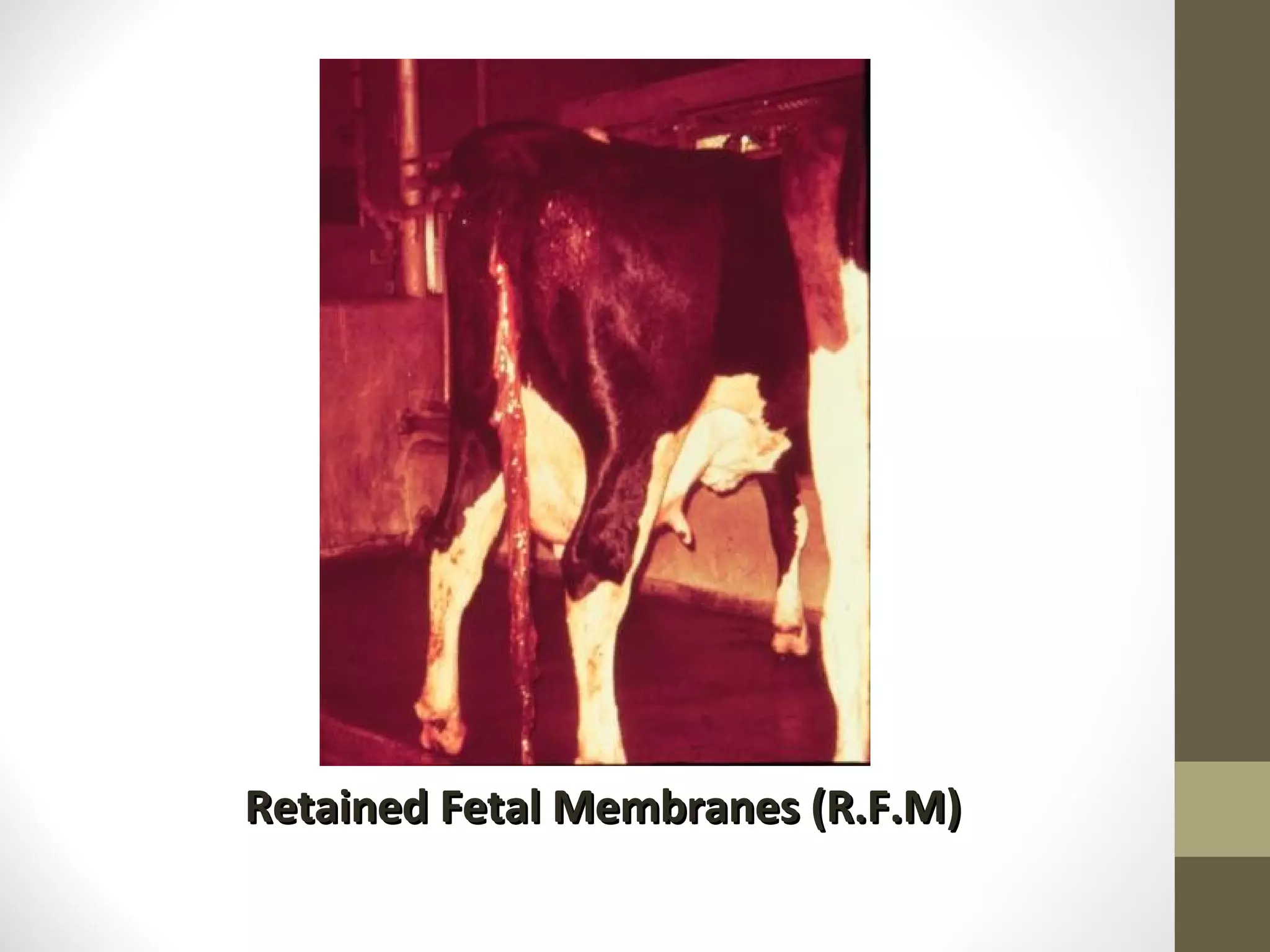 Retained Fetal Membranes (R.F.M)
