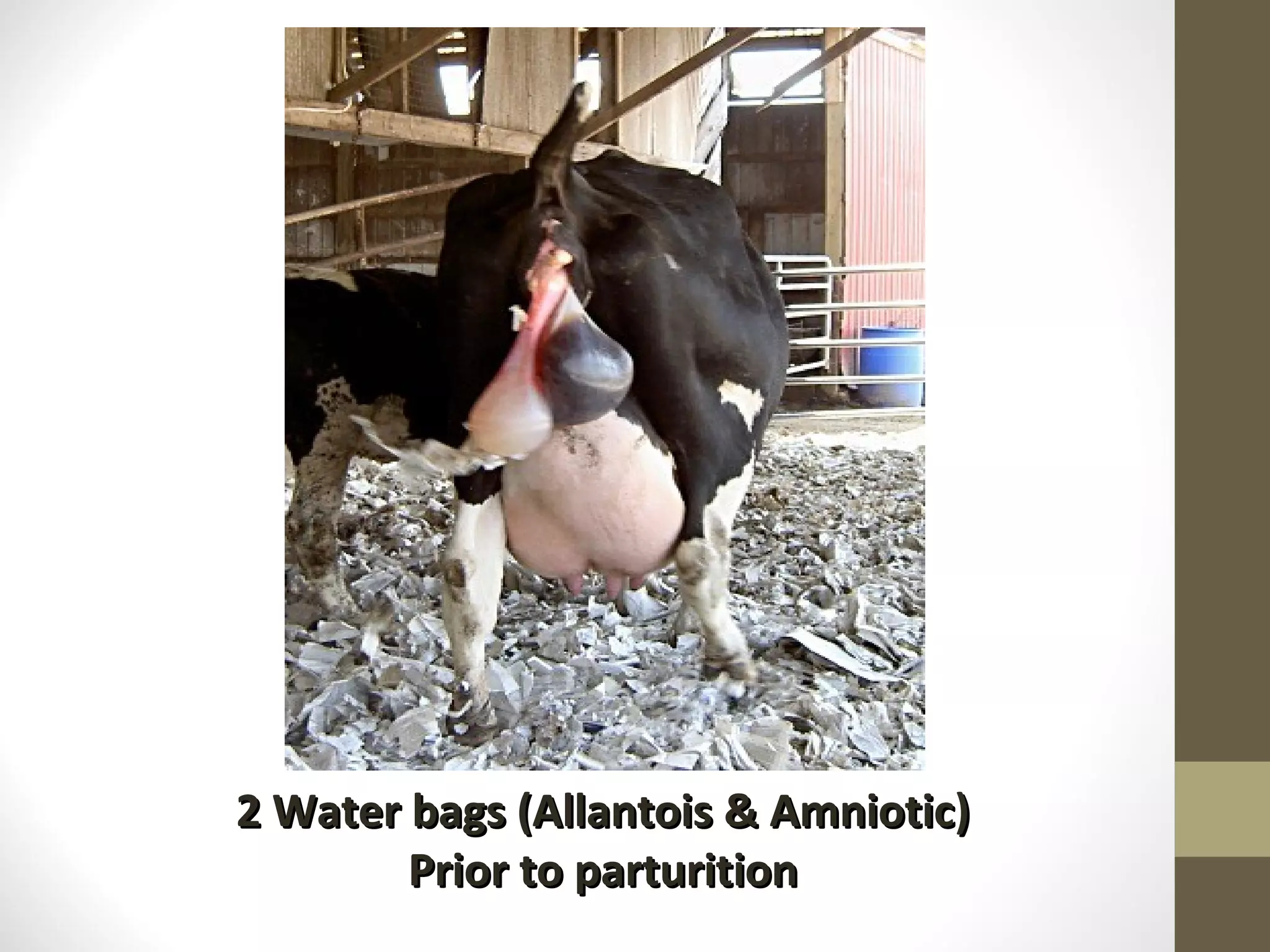 2 Water bags (Allantois & Amniotic) Prior to parturition