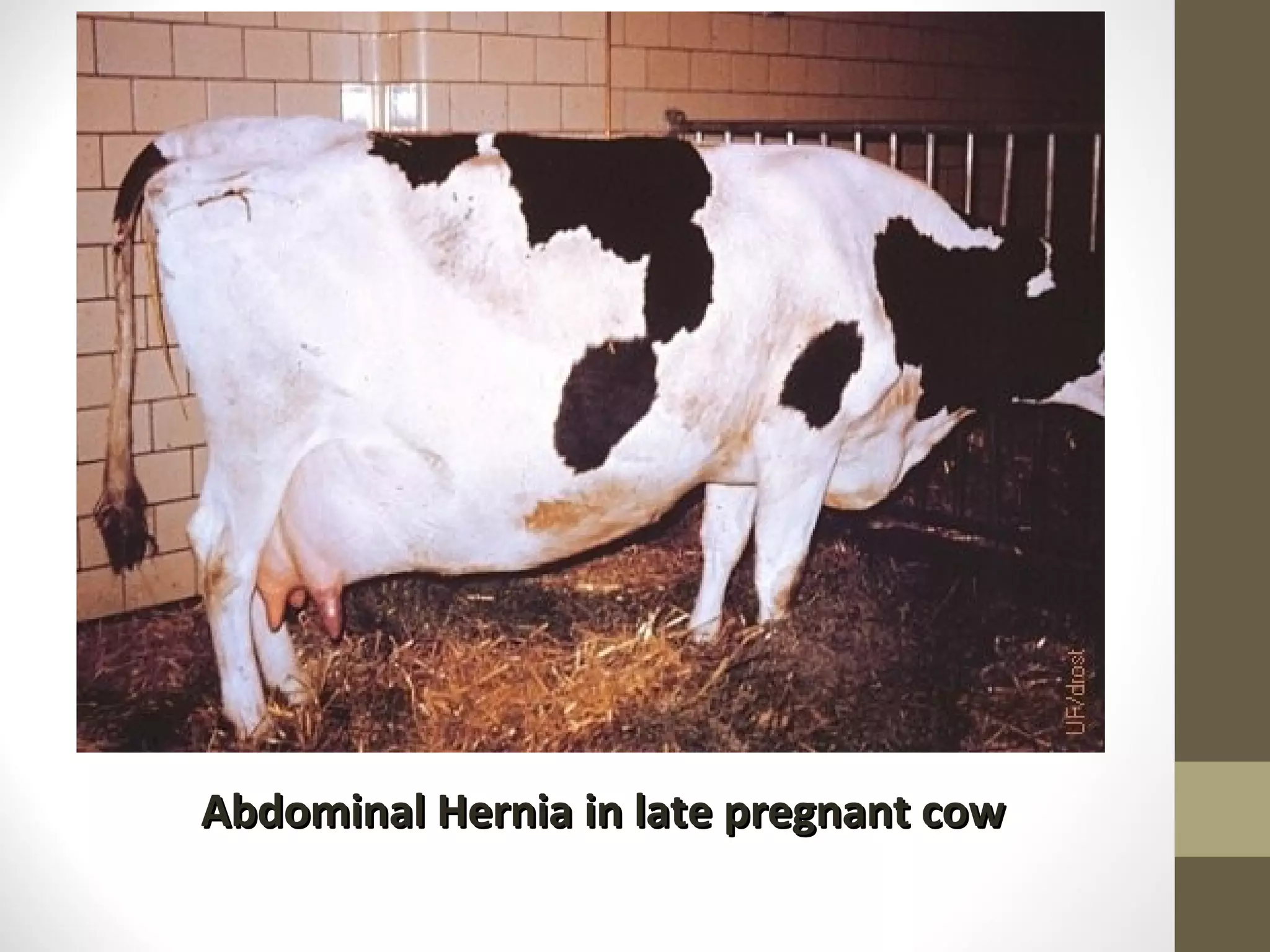 Abdominal Hernia in late pregnant cow