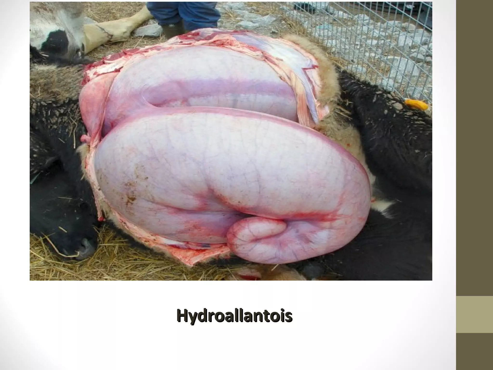Hydroallantois