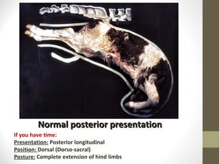 Normal posterior presentation If you have time: Presentation:  Posterior longitudinal Position:  Dorsal (Dorso-sacral) Posture:  Complete extension of hind limbs 