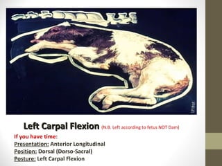 Left Carpal Flexion  (N.B. Left according to fetus NOT Dam) If you have time: Presentation:  Anterior Longitudinal Position:  Dorsal (Dorso-Sacral) Posture:  Left Carpal Flexion 