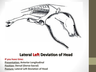Lateral  Left  Deviation of Head If you have time: Presentation:  Anterior Longitudinal Position:  Dorsal (Dorso-Sacral) Posture:  Lateral Left Deviation of Head 