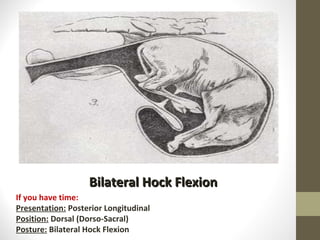 Bilateral Hock Flexion If you have time: Presentation:  Posterior Longitudinal Position:  Dorsal (Dorso-Sacral) Posture:  Bilateral Hock Flexion 
