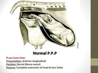 Normal P.P.P If you have time: Presentation:  Anterior longitudinal Position:  Dorsal (Dorso-sacral) Posture:  Complete extension of head & fore limbs 