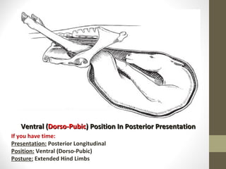 Ventral ( Dorso-Pubic ) Position In Posterior Presentation If you have time: Presentation:  Posterior Longitudinal Position:  Ventral (Dorso-Pubic) Posture:  Extended Hind Limbs 