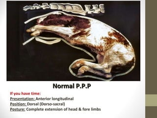 Normal P.P.P If you have time: Presentation:  Anterior longitudinal Position:  Dorsal (Dorso-sacral) Posture:  Complete extension of head & fore limbs 