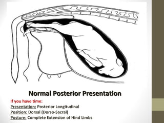Normal Posterior Presentation If you have time: Presentation:  Posterior Longitudinal Position:  Dorsal (Dorso-Sacral) Posture:  Complete Extension of Hind Limbs 