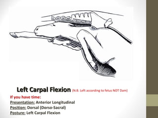 Left Carpal Flexion  (N.B. Left according to fetus NOT Dam) If you have time: Presentation:  Anterior Longitudinal Position:  Dorsal (Dorso-Sacral) Posture:  Left Carpal Flexion 