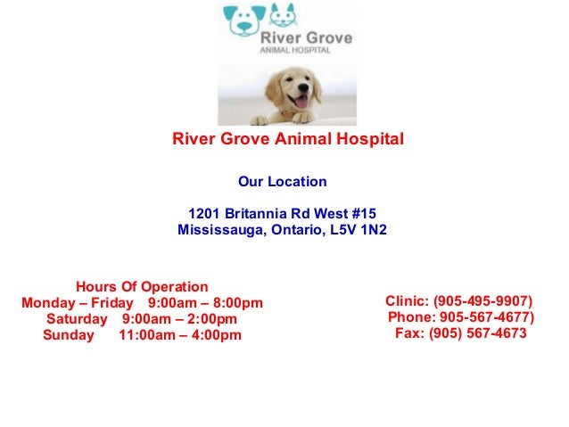 west river animal hospital