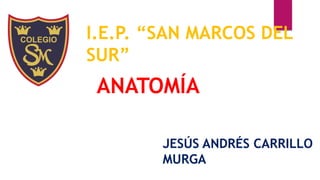 I.E.P. “SAN MARCOS DEL
SUR”
ANATOMÍA
JESÚS ANDRÉS CARRILLO
MURGA
 