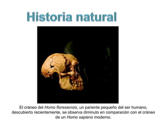 Historia natural El cráneo del Homo floresiensis, un pariente pequeño del ser humano, descubierto recientemente, se observa diminuto en comparación con el cráneo de un Homo sapiens moderno. 