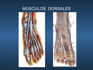 MÚSCULOS  DORSALES 