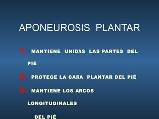 APONEUROSIS   PLANTAR MANTIENE  UNIDAS  LAS PARTES  DEL PIÉ PROTEGE LA CARA  PLANTAR DEL PIÉ MANTIENE LOS ARCOS LONGITUDINALES DEL PIÉ 