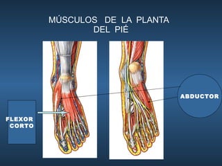 MÚSCULOS  DE  LA  PLANTA  DEL  PIÉ FLEXOR  CORTO ABDUCTOR 
