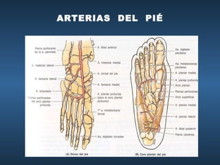 ARTERIAS  DEL  PIÉ 