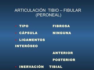 ARTICULACIÓN  TIBIO – FIBULAR  (PERONEAL) TIPO FIBROSA CÁPSULA NINGUNA LIGAMENTOS INTERÓSEO ANTERIOR POSTERIOR INERVACIÓN  TIBIAL  ANTERIOR 