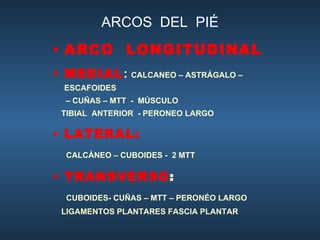 ARCOS  DEL  PIÉ ARCO  LONGITUDINAL MEDIAL :  CALCANEO – ASTRÁGALO – ESCAFOIDES  –  CUÑAS – MTT  -  MÚSCULO  TIBIAL  ANTERIOR  - PERONEO LARGO LATERAL: CALCÁNEO – CUBOIDES -  2 MTT TRANSVERSO :  CUBOIDES- CUÑAS – MTT – PERONÉO LARGO LIGAMENTOS PLANTARES FASCIA PLANTAR 