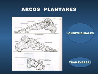 ARCOS  PLANTARES LONGITUDINALES TRANSVERSAL 