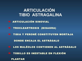 ARTICULACIÓN  TIBIO  ASTRAGALINA ARTICULACIÓN SINOVIAL TROCLEARTROSIS  (BISAGRA) TIBIA Y PERONÉ CONSTITUYEN MORTAJA  DONDE ENCAJA EL ASTRÁGALO LOS MALÉOLOS CONTIENEN AL ASTRÁGALO TOBILLO ES INESTABLE EN FLEXIÓN PLANTAR 