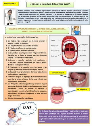 OJO
ACTIVIDAD N° 1 ¿Cómo es la estructura de la cavidad bucal?
La boca o cavidad bucal permite el ingreso de los alimentos en el tracto digestivo y también es un centro
importante de la comunicación gracias a la fonación, pues permite hablar, hacer muecas y sonreír. Asimismo,
“juega un papel importante para la buena apariencia”.1 No obstante, la boca es uno de los ingresos favoritos
de las bacterias al cuerpo, y la presencia de tonsilas, que son órganos llenos de glóbulos blancos tipo
linfocitos y macrófagos; es muy eficaz para evitar que muchos microrganismos patógenos se adentren en
nuestro organismo. Por eso, la conservación de la salud bucal o bucodental está relacionada con la salud
general o integral.
La cavidad bucal presenta las siguientes partes:
1. Los Labios: Que protegen su abertura anterior y
ayudan a recibir el alimento.
2. Las Mejillas: Forman sus paredes laterales.
3. El Paladar duro forma su techo anterior.
4. El Paladar blando su techo posterior.
5. La Úvula: Que es una proyección del paladar blando.
Participa en el habla e impide que los alimentos
lleguen a la nariz en caso de vómito.
6. La Lengua es muscular y participa en la masticación y
la succión. Contiene receptores del tacto y gusto.
También participa en el habla.
7. El Vestíbulo: Es el espacio entre los labios y las
mejillas, y el espacio entre las encías y los dientes.
8. La Cavidad Bucal propiamente dicha es toda el área
delimitada por los dientes.
9. El Frenillo Lingual es el pliegue de membrana mucosa
que fija la lengua al suelo de la boca y limita sus
movimientos posteriores.
10. Las Amígdalas o tonsilas palatinas y la tonsila lingual
son masas de tejido linfático, por lo que actúan como
defensores. Cuando las tonsilas se inflaman y
agrandan para cumplir su función defensiva, bloquean
parcialmente la faringe (garganta), lo que dificulta
tragar alimentos.
11. Dientes situados en las mandíbulas
El frenillo lingual
Las amígdalas
En la boca, las glándulas parótidas y submaxilares segregan
saliva para proteger los tejidos bucales blandos y duros.
Participan en la mezcla de los alimentos para la formación y
deglución del bolo alimenticio y en el control de las infecciones
bucales.
 