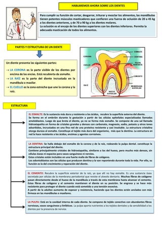 HABLAREMOS AHORA SOBRE LOS DIENTES
Para cumplir su función de cortar, desgarrar, triturar y mezclar los alimentos, las mandíbulas
tienen potentes músculos masticadores que confieren una fuerza de oclusión de 20 a 45 kg
a los dientes anteriores, y de 70 a 90 kg a los dientes molares.
La oclusión es el encaje de los dientes superiores con los dientes inferiores. Permite la
adecuada masticación de todos los alimentos.
PARTES Y ESTRUCTURA DE UN DIENTE
Un diente presenta las siguientes partes:
 LA CORONA es la parte visible de los dientes por
encima de las encías. Está recubierta de esmalte.
 LA RAÍZ es la parte del diente incrustada en la
mandíbula o maxilar.
 EL CUELLO es la zona estrecha que une la corona y la
raíz.
EL ESMALTE: Es la sustancia más dura y resistente a los ácidos, recubre la superficie externa del diente.
Se forma en el embrión durante la gestación a partir de las células epiteliales especializadas llamadas
ameloblastos. Luego de que brota el diente, ya no se forma más esmalte. Se compone de una sal llamada
hidroxiapatita en forma de cristales grandes y densos con carbonato, magnesio, sodio, potasio y otros iones
adsorbidos, incrustados en una fina red de una proteína resistente y casi insoluble. La estructura cristalina
otorga dureza al esmalte. Constituye el tejido más duro del organismo, más que la dentina. La estructura en
red la hace resistente a los ácidos, enzimas y agentes corrosivos.
ESTRUCTURA
LA DENTINA: Se halla debajo del esmalte de la corona y de la raíz, rodeando la pulpa dental. constituye la
estructura principal del diente.
Contiene principalmente cristales de hidroxiapatita, similares a los del hueso, pero mucho más densos, sin
células óseas ni espacios para vasos sanguíneos ni nervios.
Estos cristales están incluidos en una fuerte malla de fibras de colágeno.
Los odontoblastos son las células que producen dentina y la van reponiendo durante toda la vida. Por ello, su
función es la del crecimiento y reparación del diente.
EL CEMENTO: Recubre la superficie exterior de la raíz, ya que allí no hay esmalte. Es una sustancia ósea
secretada por células de la membrana periodontal que reviste el alveolo dentario. Muchas fibras de colágeno
pasan directamente desde el hueso de la mandíbula a través de esta membrana hasta alcanzar el cemento.
Estas fibras de colágeno y el cemento mantienen el diente en su posición. Se engrosa y se hace más
resistente para proteger el diente cuando está sometido a una tensión excesiva.
A partir de la adultez aumenta de espesor y resistencia, haciendo que los dientes estén anclados con más
firmeza en las mandíbulas o maxilares.
LA PULPA: Está en la cavidad interna de cada diente. Se compone de tejido conectivo con abundantes fibras
nerviosas, vasos sanguíneos y linfáticos. La pulpa aporta nutrientes a los tejidos dentales y da sensibilidad a los
dientes por la presencia de nervios
 