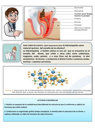 PARA TENER EN CUENTA: ¿Qué importancia tiene la hidroxiapatita como
material químico del esmalte de los dientes?
La hidroxiapatita o fosfato cálcico es una sal que se encuentra en el
esmalte del diente, que unido a otras sales como carbonatos,
magnesio, sodio, potasio y a unas finas red de proteínas le dan
consistencia de dureza y resistencia al diente frente a sustancia acidas,
enzimas y agentes corrosivos.
ACTIVIDAD A DESARROLLAR
1. Realiza un esquema de la cavidad bucal describiendo las estructuras que la conforman y explica las
funciones que están realizan
2. Confecciona un organizador grafico (mapa conceptual o mental) sobre la estructura de un diente y
explican utilizando un video las funciones de cada estructura.
 