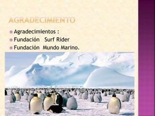  Agradecimientos :
 Fundación Surf Rider
 Fundación Mundo Marino.
 