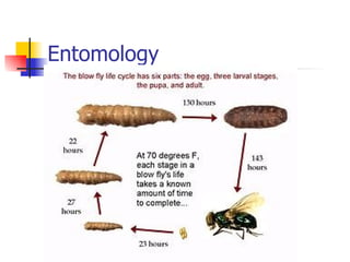 Entomology 