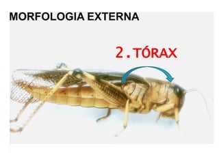 2.TÓRAX 
MORFOLOGIA EXTERNA  