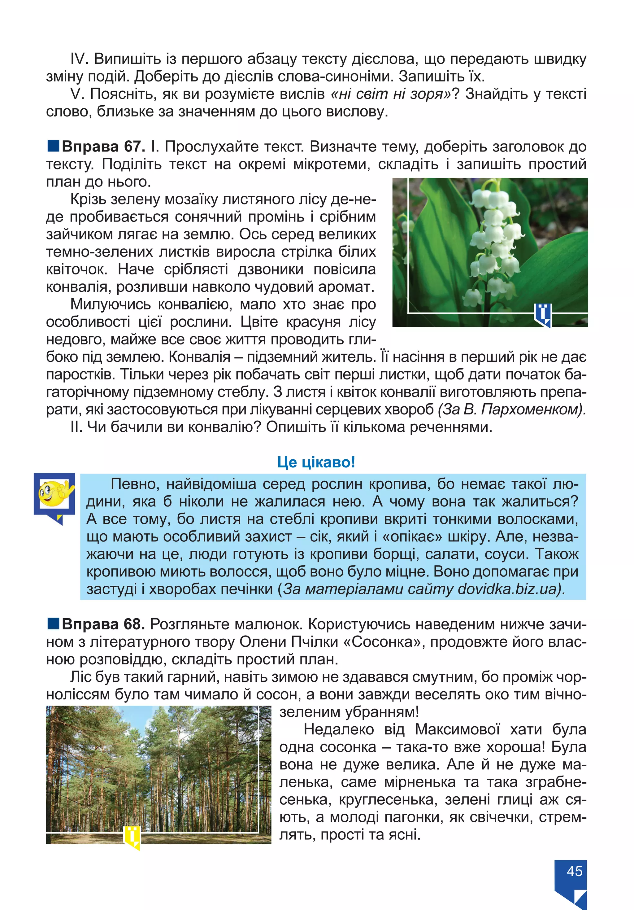45
ІV. Випишіть із першого абзацу тексту дієслова, що передають швидку
зміну подій. Доберіть до дієслів слова-синоніми. Запишіть їх.
V. Поясніть, як ви розумієте вислів «ні світ ні зоря»? Знайдіть у тексті
слово, близьке за значенням до цього вислову.
nВправа 67. І. Прослухайте текст. Визначте тему, доберіть заголовок до
тексту. Поділіть текст на окремі мікротеми, складіть і запишіть простий
план до нього.
Крізь зелену мозаїку листяного лісу де-не-
де пробивається сонячний промінь і срібним
зайчиком лягає на землю. Ось серед великих
темно-зелених листків виросла стрілка білих
квіточок. Наче сріблясті дзвоники повісила
конвалія, розливши навколо чудовий аромат.
Милуючись конвалією, мало хто знає про
особливості цієї рослини. Цвіте красуня лісу
недовго, майже все своє життя проводить гли-
боко під землею. Конвалія – підземний житель. Її насіння в перший рік не дає
паростків. Тільки через рік побачать світ перші листки, щоб дати початок ба-
гаторічному підземному стеблу. З листя і квіток конвалії виготовляють препа-
рати, які застосовуються при лікуванні серцевих хвороб (За В. Пархоменком).
ІІ. Чи бачили ви конвалію? Опишіть її кількома реченнями.
Це цікаво!
Певно, найвідоміша серед рослин кропива, бо немає такої лю-
дини, яка б ніколи не жалилася нею. А чому вона так жалиться?
А все тому, бо листя на стеблі кропиви вкриті тонкими волосками,
що мають особливий захист – сік, який і «опікає» шкіру. Але, незва-
жаючи на це, люди готують із кропиви борщі, салати, соуси. Також
кропивою миють волосся, щоб воно було міцне. Воно допомагає при
застуді і хворобах печінки (За матеріалами сайту dovidka.biz.ua).
nВправа 68. Розгляньте малюнок. Користуючись наведеним нижче зачи-
ном з літературного твору Олени Пчілки «Сосонка», продовжте його влас-
ною розповіддю, складіть простий план.
Ліс був такий гарний, навіть зимою не здавався смутним, бо проміж чор-
ноліссям було там чимало й сосон, а вони завжди веселять око тим вічно-
зеленим убранням!
Недалеко від Максимової хати була
одна сосонка – така-то вже хороша! Була
вона не дуже велика. Але й не дуже ма-
ленька, саме мірненька та така зграбне-
сенька, круглесенька, зелені глиці аж ся-
ють, а молоді пагонки, як свічечки, стрем-
лять, прості та ясні.
Право для безоплатного розміщення підручника в мережі Інтернет має
Міністерство освіти і науки України https://mon.gov.ua та Інститут модернізації змісту освіти https://imzo.gov.ua/
 