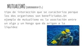 MUTUALISMO(coordinadoranº23121)
tipo de interacción que se caracteriza porque
los dos organismos son beneficiados.Un
ejemplo de mutualismo es la asociación entre
un alga y un hongo que da origen a la
liquidez
 